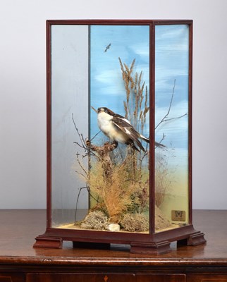 Lot Taxidermy: Woodchat Shrike (Lanius senator),...