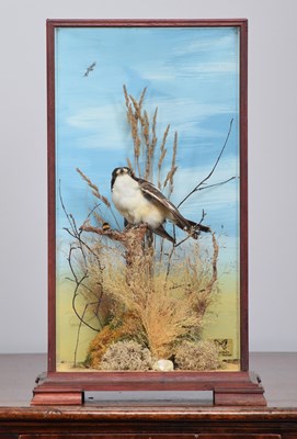 Lot 21 - Taxidermy: Woodchat Shrike (Lanius senator),...