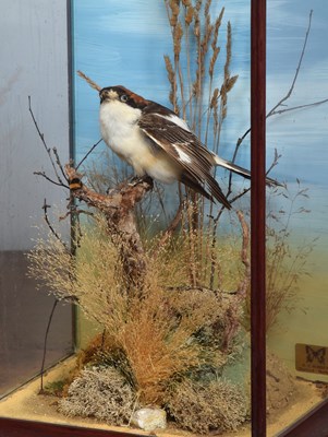 Lot 21 - Taxidermy: Woodchat Shrike (Lanius senator),...