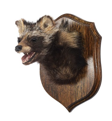 Lot Taxidermy: Raccoon Dog (Nyctereutes...