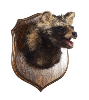 Lot 31 - Taxidermy: Raccoon Dog (Nyctereutes...