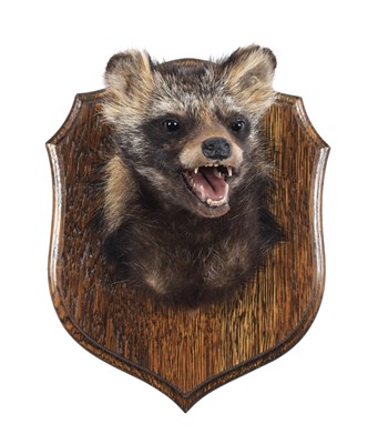 Lot 31 - Taxidermy: Raccoon Dog (Nyctereutes...