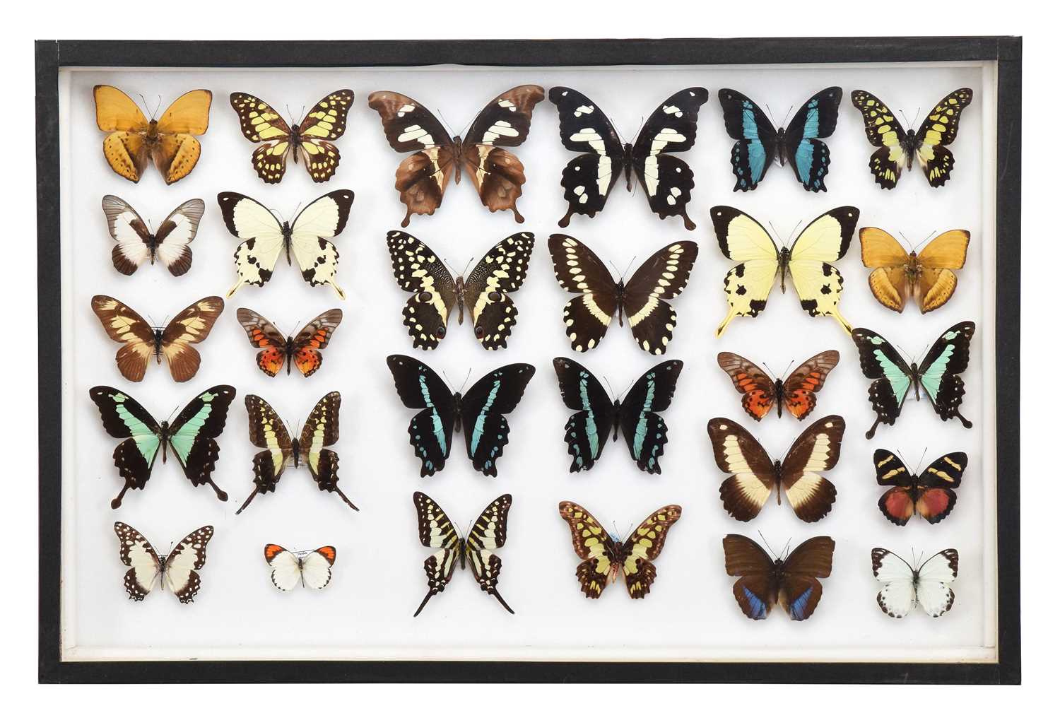 Lot 46 - Entomology: A Single Glazed Display of African...