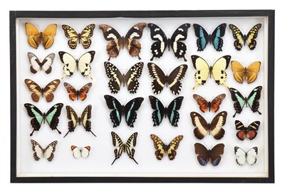 Lot Entomology: A Single Glazed Display of African...