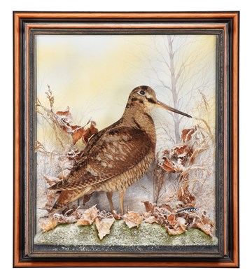 Lot Taxidermy: A Wall Cased Woodcock (Scolopax...