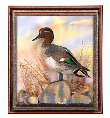 Lot Taxidermy: A Wall Cased Teal Duck (Anas...