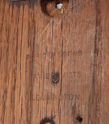 Lot 29 - Taxidermy: Red Fox Mask (Vulpes vulpes), dated...