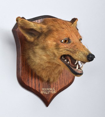 Lot 29 - Taxidermy: Red Fox Mask (Vulpes vulpes), dated...