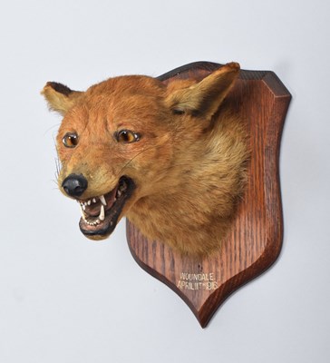 Lot 29 - Taxidermy: Red Fox Mask (Vulpes vulpes), dated...