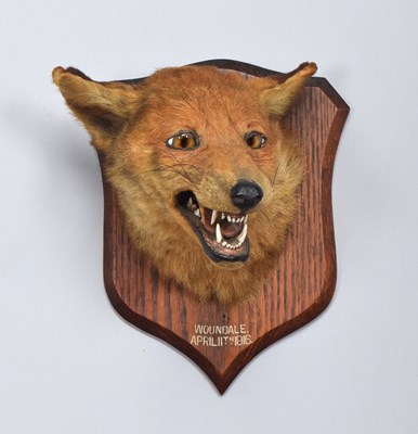 Lot Taxidermy: Red Fox Mask (Vulpes vulpes), dated...