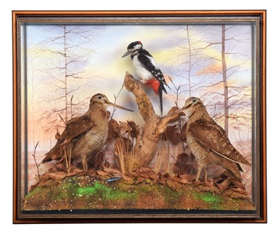 Lot Taxidermy: A Wall Cased Great Spotted...