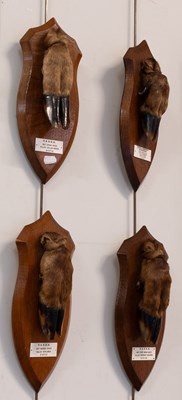 Lot 1286 - Taxidermy: A Group of Four Mounted Red Deer...