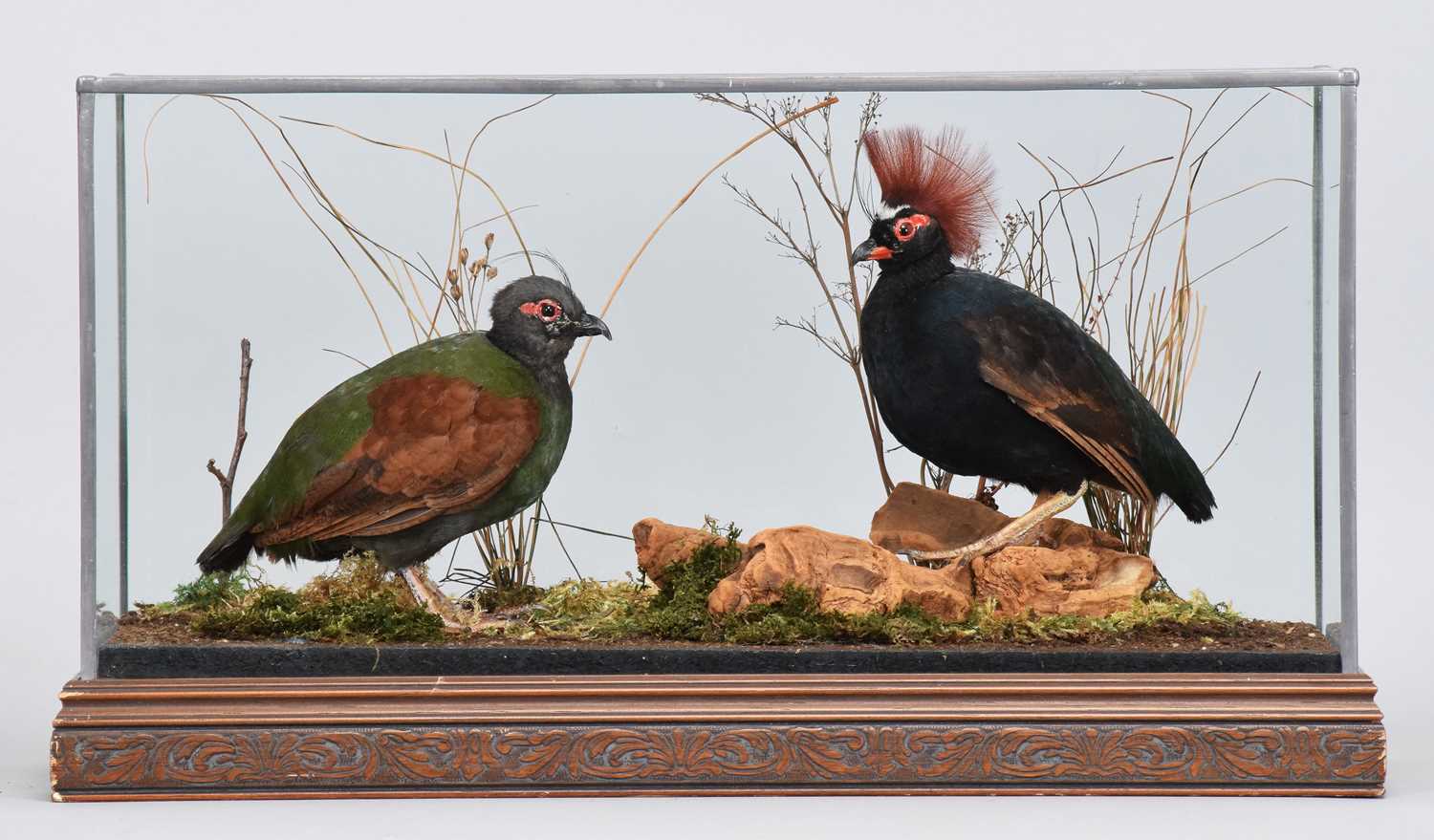 Lot 24 - Taxidermy: A Pair of Crested Partridge or...
