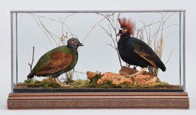 Lot Taxidermy: A Pair of Crested Partridge or...