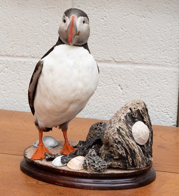 Lot 1302 - Taxidermy: Atlantic Puffin (Fratercula...