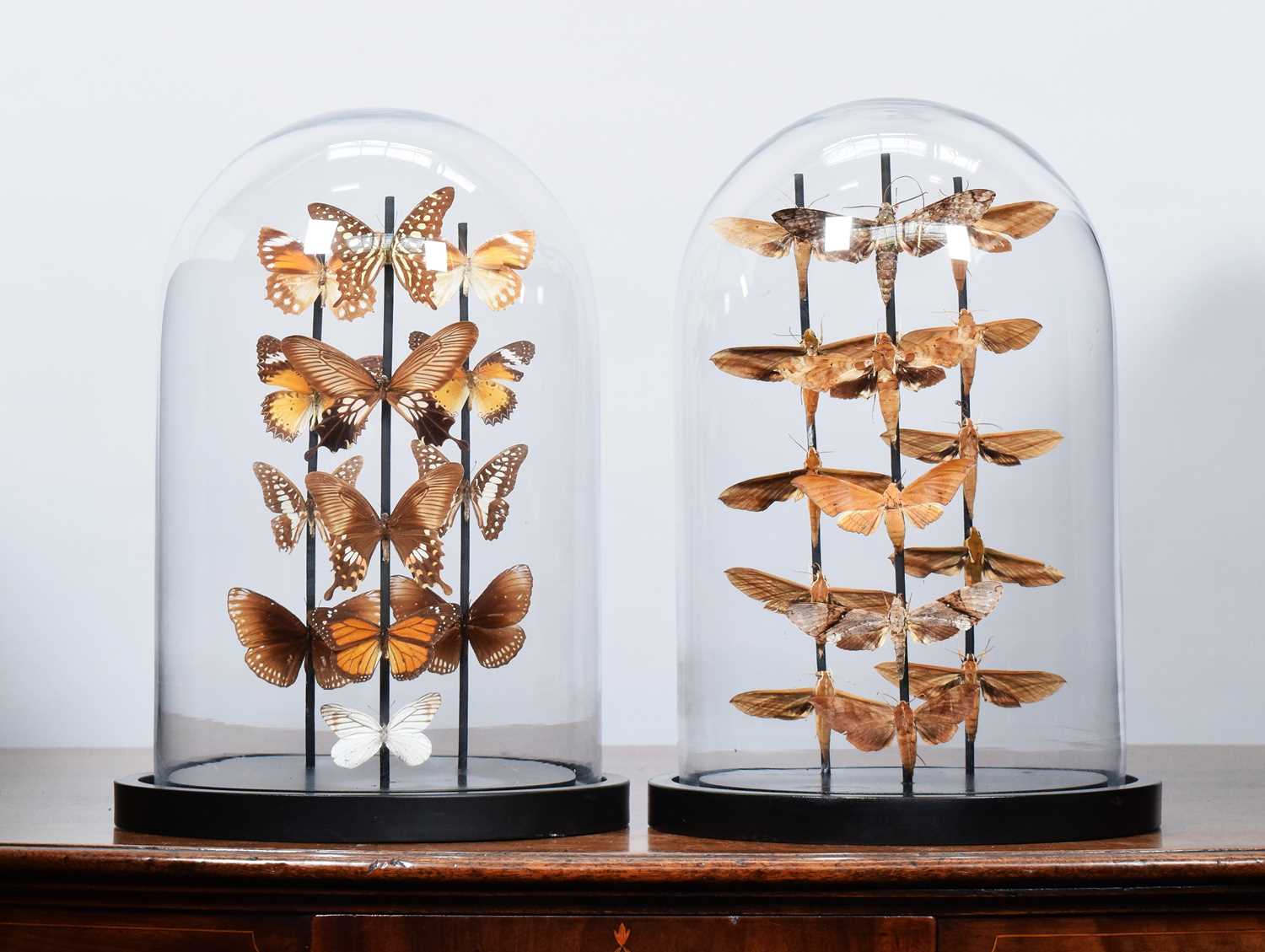 Lot 43 - Entomology: A Pair of Butterfly and Moth Domes,...