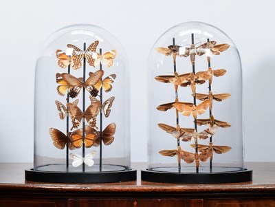 Lot Entomology: A Pair of Butterfly and Moth Domes,...