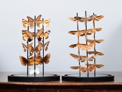 Lot 43 - Entomology: A Pair of Butterfly and Moth Domes,...
