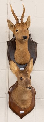 Lot 1311 - Taxidermy: A European Roebuck and Doe on...
