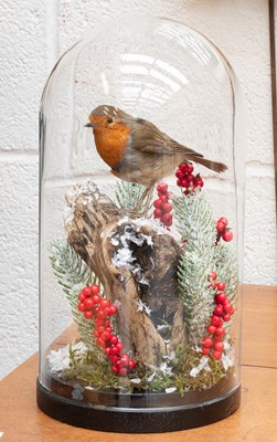 Lot 1303 - Taxidermy: A European Robin (Erithacus...