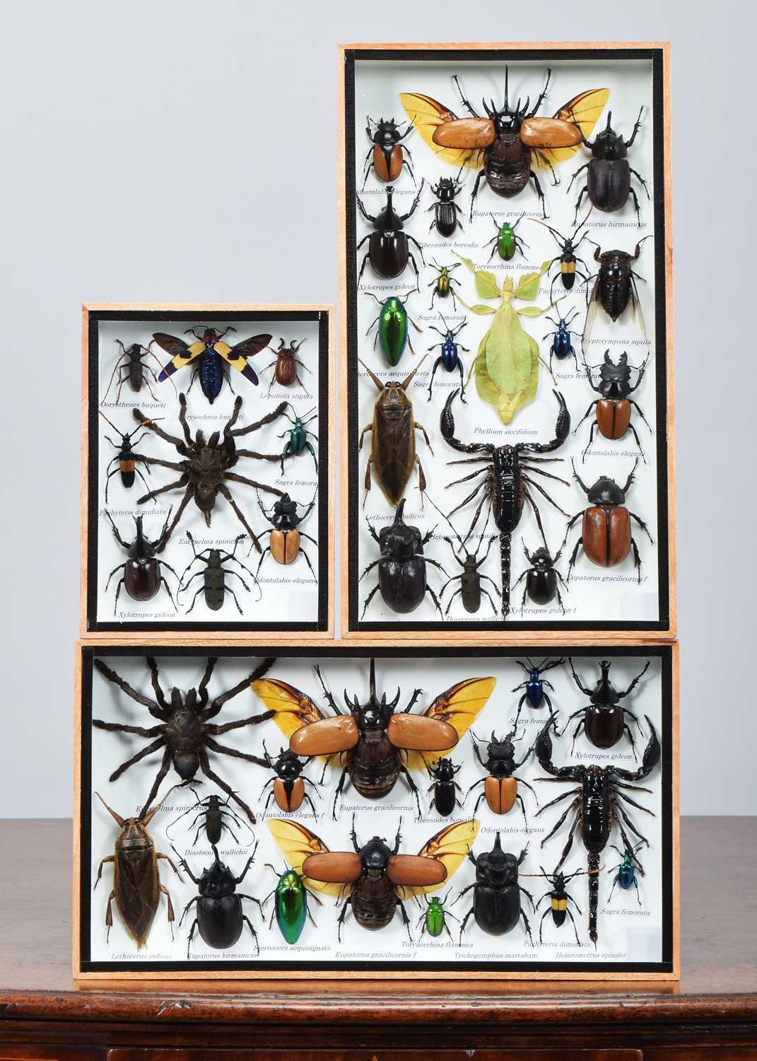 Lot 42 - Entomology: Three Framed Collections of World...