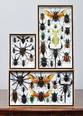 Lot Entomology: Three Framed Collections of World...