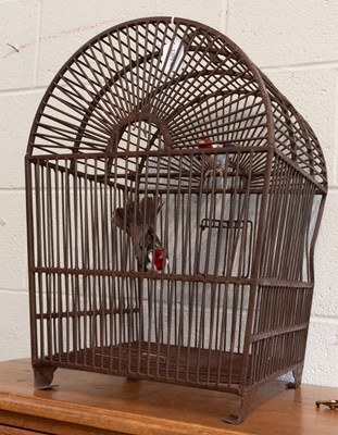 Lot 1305 - Taxidermy: A Pair of Red-cowled Cardinals...