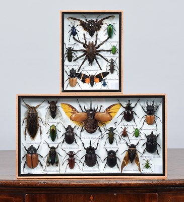 Lot Entomology: Two Framed Collections of World...