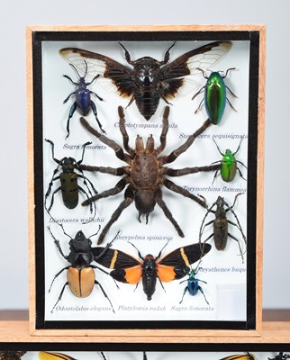 Lot 49 - Entomology: Two Framed Collections of World...