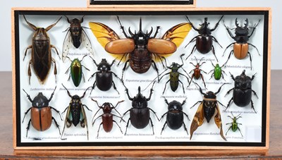 Lot 49 - Entomology: Two Framed Collections of World...