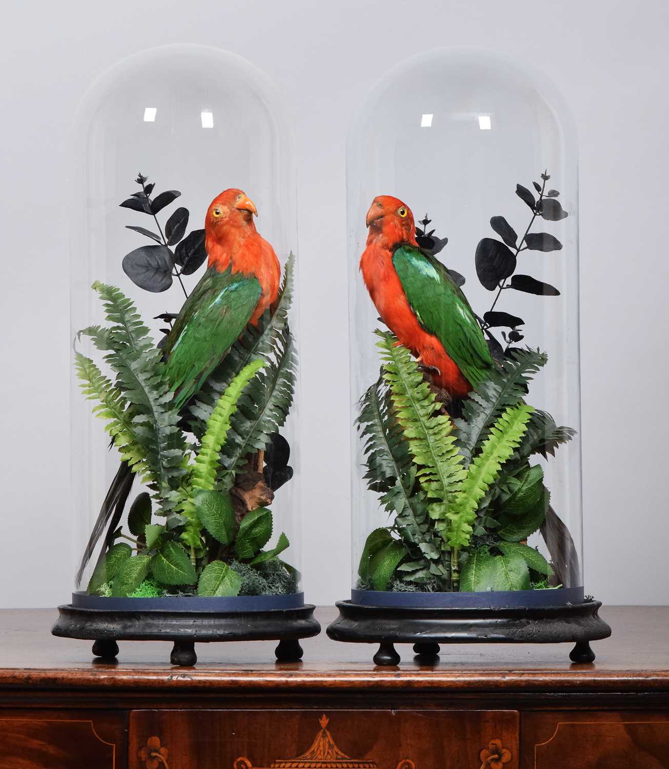 Lot 35 - Taxidermy: A Pair of Late Victorian Australian...