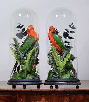 Lot Taxidermy: A Pair of Late Victorian Australian...