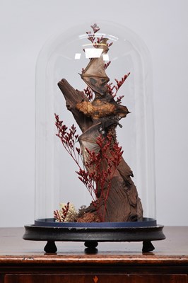 Lot 1299 - Taxidermy: A Late Victorian Common Pipistrelle...