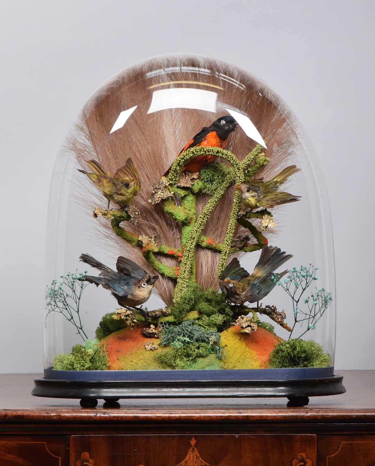 Lot 33 - Taxidermy: A Late Victorian Tropical Bird...