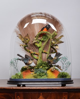 Lot Taxidermy: A Late Victorian Tropical Bird...