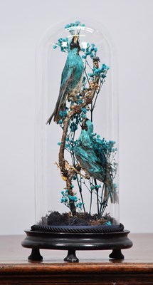 Lot 1289 - Taxidermy: A Pair of Late Victorian Swallow...