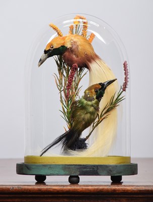 Lot 1304 - Taxidermy: A Pair of Late Victorian Raggiana...
