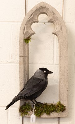 Lot 1306 - Taxidermy: A European Jackdaw in a Window...