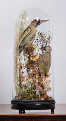 Lot 1294 - Taxidermy: A Pair of Green Woodpeckers (Picus...