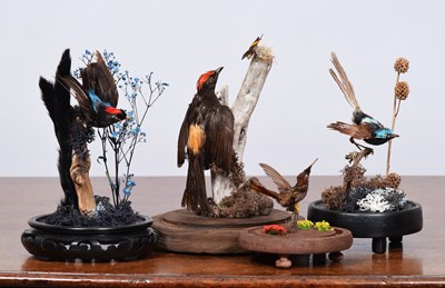Lot 1308 - Taxidermy: A Group of Late Victorian Tropical...