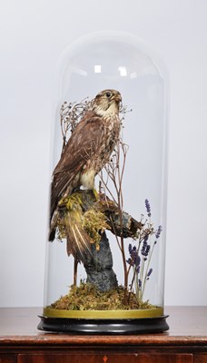 Lot 1296 - Taxidermy: A Late Victorian Merlin (Falco...