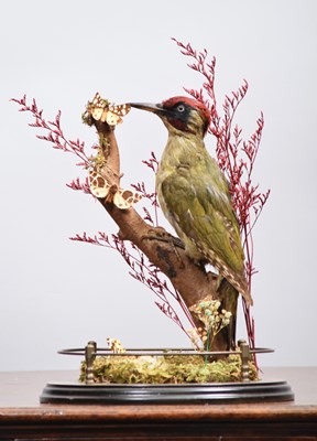 Lot 256 - Taxidermy: A Late Victorian Green Woodpecker...