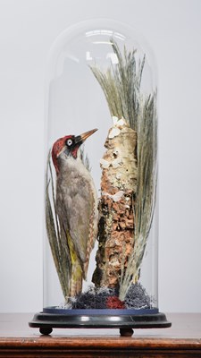 Lot 255 - Taxidermy: A Late Victorian Green Woodpecker...