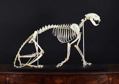 Lot Skeletons/Anatomy: An African Leopard Skeleton...