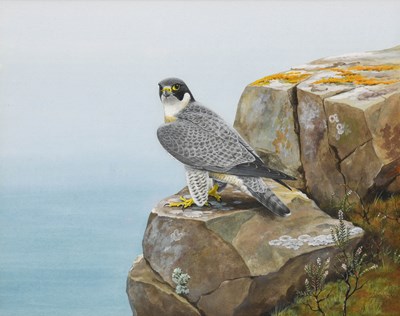 Lot 316 - Bruce Henry SWLA (1918-2011) "Peregrine Falcon...