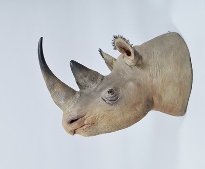 Lot Taxidermy: A Recreation of a Northern White...