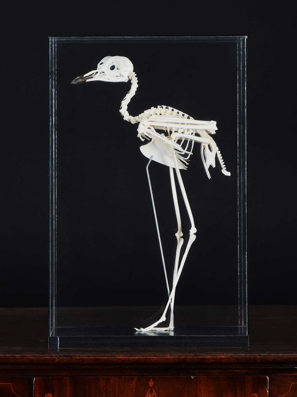 Lot 96 - Skeletons/Anotomy: A Cased Spotted Thick-knee...