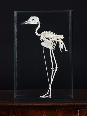Lot Skeletons/Anotomy: A Cased Spotted Thick-knee...