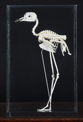 Lot 96 - Skeletons/Anotomy: A Cased Spotted Thick-knee...
