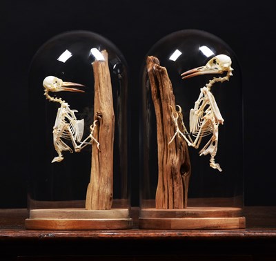 Lot Skeletons/Anatomy: A Great and Lesser Spotted...